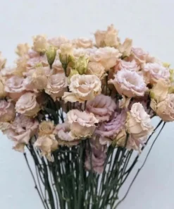 Lisianthus Chateau Blue Live Starter Plant - Well Rooted, 3.25 Inch Pot - Image 6