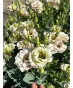 Lisianthus Chateau Blue Live Starter Plant - Well Rooted, 3.25 Inch Pot - Image 7