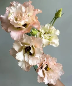 Lisianthus Chateau Blue Live Starter Plant - Well Rooted, 3.25 Inch Pot - Image 9