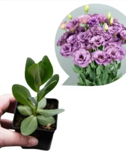 Lisianthus Lilac Shade Live Starter Plant - 3.25 Inch Pot - Image 2