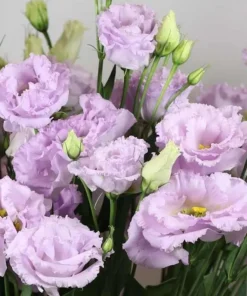 Lisianthus Lilac Shade Live Starter Plant - 3.25 Inch Pot - Image 4