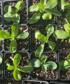 Lisianthus Lilac Shade Live Starter Plant - 3.25 Inch Pot - Image 6