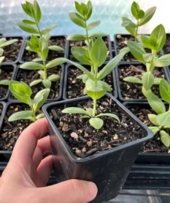 Lisianthus Lilac Shade Live Starter Plant - 3.25 Inch Pot - Image 8