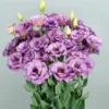 Lisianthus Lilac Shade Live Starter Plant - 3.25 Inch Pot - Image 1