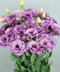Lisianthus Lilac Shade Live Starter Plant - 3.25 Inch Pot - Image 1