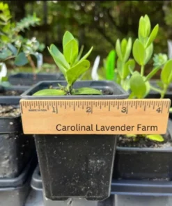 Lisianthus Solo Blue Picotee Live Plant - Elegant Perennial Flower in 3 Inch Pot - Image 10