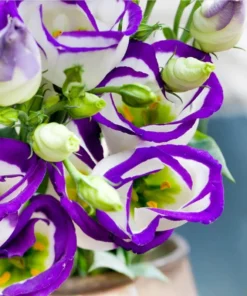 Lisianthus Solo Blue Picotee Live Plant - Elegant Perennial Flower in 3 Inch Pot - Image 2