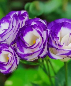 Lisianthus Solo Blue Picotee Live Plant - Elegant Perennial Flower in 3 Inch Pot - Image 3