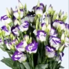 Lisianthus Solo Blue Picotee Live Plant - Elegant Perennial Flower in 3 Inch Pot - Image 1
