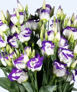 Lisianthus Solo Blue Picotee Live Plant - Elegant Perennial Flower in 3 Inch Pot - Image 1