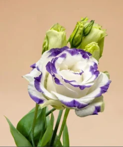 Lisianthus Solo Blue Picotee Live Plant - Elegant Perennial Flower in 3 Inch Pot - Image 5