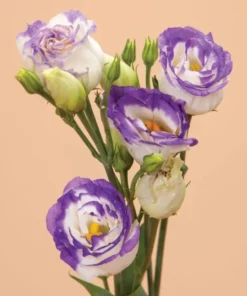Lisianthus Solo Blue Picotee Live Plant - Elegant Perennial Flower in 3 Inch Pot - Image 6
