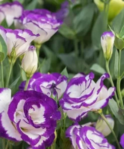 Lisianthus Solo Blue Picotee Live Plant - Elegant Perennial Flower in 3 Inch Pot - Image 7