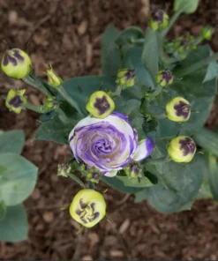 Lisianthus Solo Blue Picotee Live Plant - Elegant Perennial Flower in 3 Inch Pot - Image 8