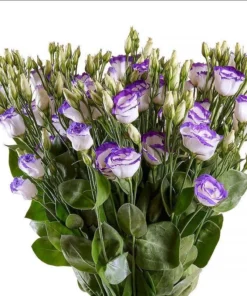 Lisianthus Solo Blue Picotee Live Plant - Elegant Perennial Flower in 3 Inch Pot - Image 9