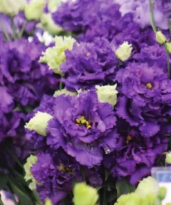 Lisianthus Voyage 2 Blue Live Plug Plant - Well-Rooted Starter, 1-3