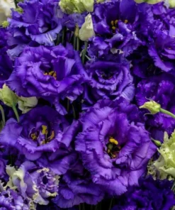 Lisianthus Voyage 2 Blue Live Plug Plant - Well-Rooted Starter, 1-3