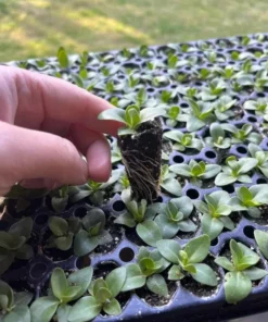 Lisianthus Voyage 2 Blue Live Plug Plant - Well-Rooted Starter, 1-3