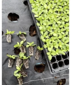 Lisianthus Voyage 2 Blue Live Plug Plant - Well-Rooted Starter, 1-3