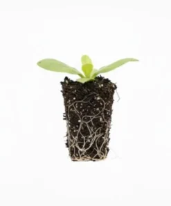 Lisianthus Voyage 2 Blue Live Plug Plant - Well-Rooted Starter, 1-3