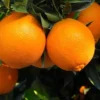 Live Navel Oranges Tree, Sweet Orange Fruit Grafted Tree Oranges Citrus Fruits Plant 3-4 Ft 5 Gal Pot, No ship CA - Image 1