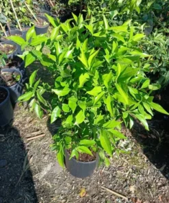 Live Navel Oranges Tree, Sweet Orange Fruit Grafted Tree Oranges Citrus Fruits Plant 3-4 Ft 5 Gal Pot, No ship CA - Image 10