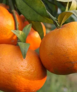 Live Navel Oranges Tree, Sweet Orange Fruit Grafted Tree Oranges Citrus Fruits Plant 3-4 Ft 5 Gal Pot, No ship CA - Image 2