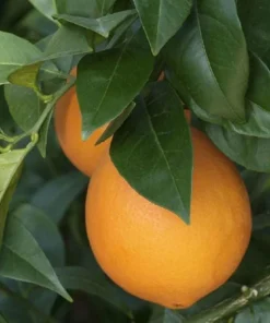 Live Navel Oranges Tree, Sweet Orange Fruit Grafted Tree Oranges Citrus Fruits Plant 3-4 Ft 5 Gal Pot, No ship CA - Image 3