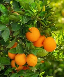 Live Navel Oranges Tree, Sweet Orange Fruit Grafted Tree Oranges Citrus Fruits Plant 3-4 Ft 5 Gal Pot, No ship CA - Image 4