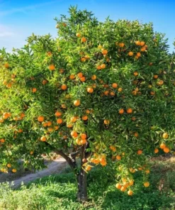 Live Navel Oranges Tree, Sweet Orange Fruit Grafted Tree Oranges Citrus Fruits Plant 3-4 Ft 5 Gal Pot, No ship CA - Image 5