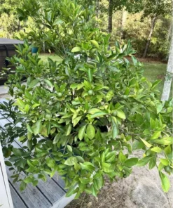 Live Navel Oranges Tree, Sweet Orange Fruit Grafted Tree Oranges Citrus Fruits Plant 3-4 Ft 5 Gal Pot, No ship CA - Image 6
