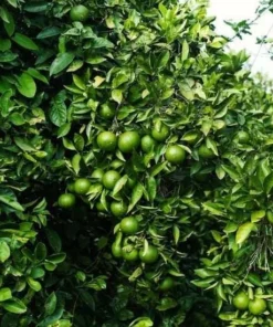 Live Navel Oranges Tree, Sweet Orange Fruit Grafted Tree Oranges Citrus Fruits Plant 3-4 Ft 5 Gal Pot, No ship CA - Image 8