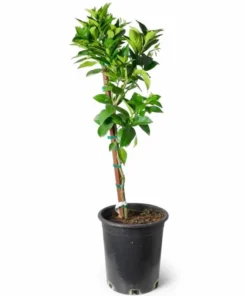 Live Navel Oranges Tree, Sweet Orange Fruit Grafted Tree Oranges Citrus Fruits Plant 3-4 Ft 5 Gal Pot, No ship CA - Image 9