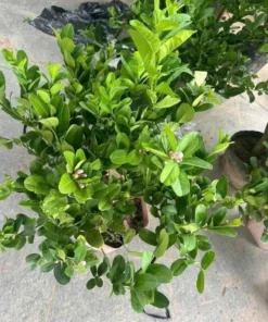 Live Thai Lemon Tree with Fruits - Dwarf Grafted Plant, 1-3 Ft, 3 Gal Pot - Image 3