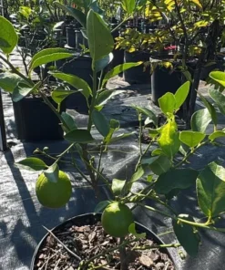 Live Thai Lemon Tree with Fruits - Dwarf Grafted Plant, 1-3 Ft, 3 Gal Pot - Image 5