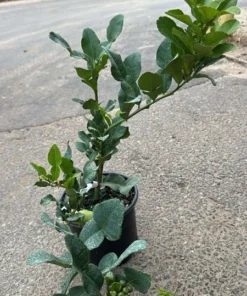 Live Thai Lemon Tree with Fruits - Dwarf Grafted Plant, 1-3 Ft, 3 Gal Pot - Image 6