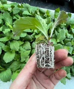 Lobelia Starship Cardinal Flower Blue Plug - Live Starter Plant 1-3