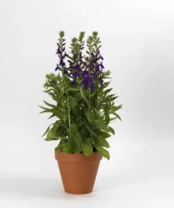 Lobelia Starship Cardinal Flower Blue Plug - Live Starter Plant 1-3" Tall - Image 1