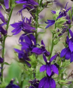 Lobelia Starship Cardinal Flower Blue Plug - Live Starter Plant 1-3