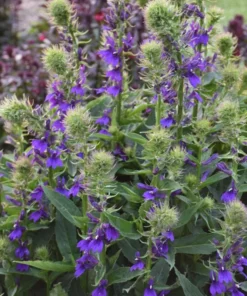 Lobelia Starship Cardinal Flower Blue Plug - Live Starter Plant 1-3