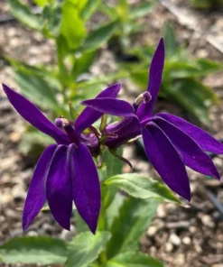 Lobelia Starship Cardinal Flower Blue Plug - Live Starter Plant 1-3