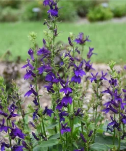 Lobelia Starship Cardinal Flower Blue Plug - Live Starter Plant 1-3
