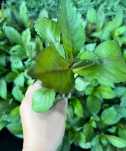 Lobelia Starship Cardinal Flower Blue Plug - Live Starter Plant 1-3