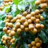 Longan Live Starter Plant - Tropical Fruit Tree Starter - 4-8 Inch Tall in 4 Inch Pot - Outdoor - Image 1