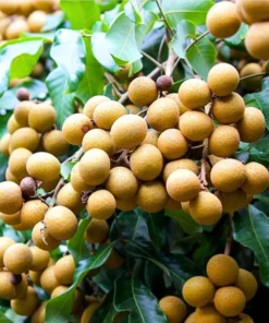 Longan Live Starter Plant - Tropical Fruit Tree Starter - 4-8 Inch Tall in 4 Inch Pot - Outdoor - Image 1