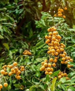 Longan Live Starter Plant - Tropical Fruit Tree Starter - 4-8 Inch Tall in 4 Inch Pot - Outdoor - Image 4