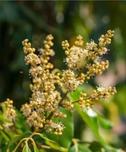 Longan Live Starter Plant - Tropical Fruit Tree Starter - 4-8 Inch Tall in 4 Inch Pot - Outdoor - Image 5