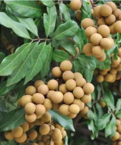 Longan Live Starter Plant - Tropical Fruit Tree Starter - 4-8 Inch Tall in 4 Inch Pot - Outdoor - Image 8