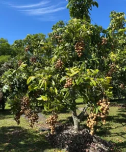 Longan Live Starter Plant - Tropical Fruit Tree Starter - 4-8 Inch Tall in 4 Inch Pot - Outdoor - Image 9
