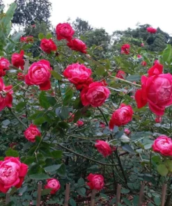Louis Philippe Rose Plant Live - Deep Crimson Red, Fragrant Shrub, 5-8" Tall - Image 2